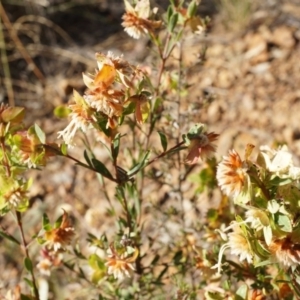 Pimelea linifolia at Jerrabomberra, NSW - 8 Nov 2014 05:12 PM