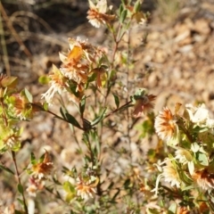 Pimelea linifolia at Jerrabomberra, NSW - 8 Nov 2014