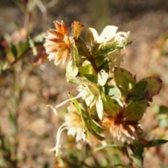 Pimelea linifolia at Jerrabomberra, NSW - 8 Nov 2014 05:12 PM