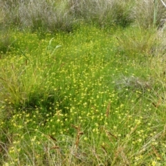 Ranunculus inundatus (River Buttercup) at Belconnen, ACT - 9 Nov 2014 by RWPurdie