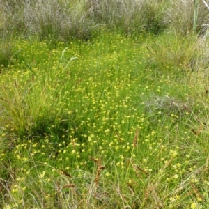 Ranunculus inundatus at Belconnen, ACT - 9 Nov 2014 12:00 AM