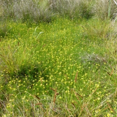 Ranunculus inundatus (River Buttercup) at Aranda Bushland - 9 Nov 2014 by RWPurdie