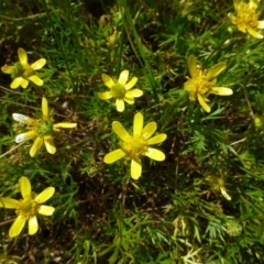 Ranunculus inundatus at Belconnen, ACT - 9 Nov 2014