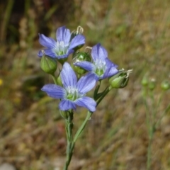 Linum marginale (Native Flax) at Belconnen, ACT - 9 Nov 2014 by RWPurdie