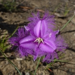 Thysanotus tuberosus subsp. tuberosus (Common Fringe-lily) at Canberra Central, ACT - 9 Nov 2014 by RWPurdie