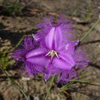 Thysanotus tuberosus subsp. tuberosus (Common Fringe-lily) at Black Mountain - 8 Nov 2014 by RWPurdie