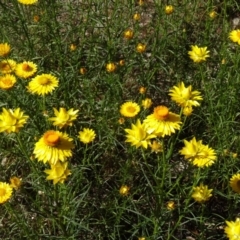 Xerochrysum viscosum (Sticky Everlasting) at Farrer, ACT - 9 Nov 2014 by galah681