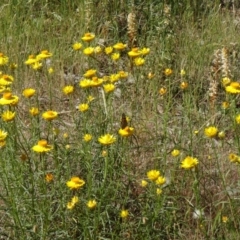 Xerochrysum viscosum at Farrer, ACT - 9 Nov 2014