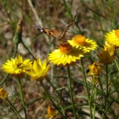 Xerochrysum viscosum at Farrer, ACT - 9 Nov 2014