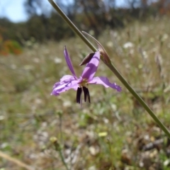 Arthropodium fimbriatum (Nodding Chocolate Lily) at Farrer, ACT - 8 Nov 2014 by galah681