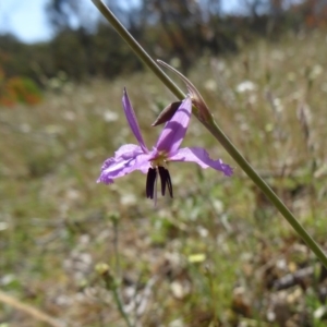 Arthropodium fimbriatum at Farrer, ACT - 9 Nov 2014