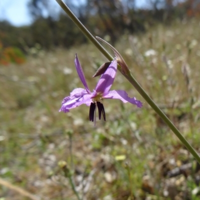 Arthropodium fimbriatum (Nodding Chocolate Lily) at Farrer, ACT - 8 Nov 2014 by galah681