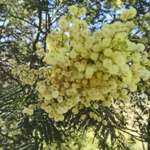 Acacia mearnsii at Farrer, ACT - 9 Nov 2014 08:33 AM