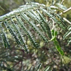 Acacia mearnsii at Farrer, ACT - 9 Nov 2014 08:33 AM