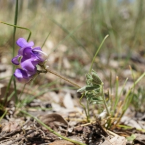 Swainsona behriana at Canberra Central, ACT - 9 Nov 2014 02:45 PM