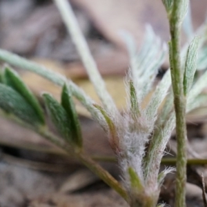 Swainsona behriana at Canberra Central, ACT - 9 Nov 2014 02:45 PM