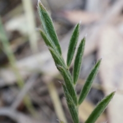 Swainsona behriana at Canberra Central, ACT - 9 Nov 2014 02:45 PM