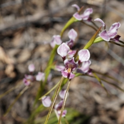 Diuris dendrobioides (Late Mauve Doubletail) at Canberra Central, ACT - 9 Nov 2014 by MichaelDoherty