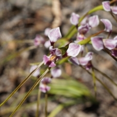 Diuris dendrobioides at suppressed - 9 Nov 2014