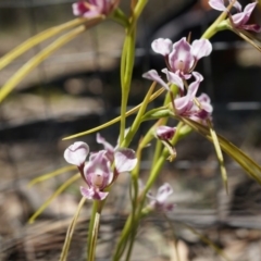 Diuris dendrobioides at suppressed - 9 Nov 2014