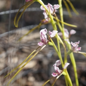 Diuris dendrobioides at suppressed - 9 Nov 2014