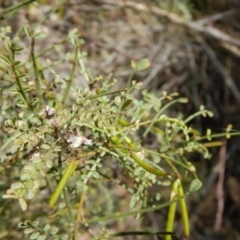 Indigofera adesmiifolia (Tick Indigo) at Oakey Hill - 9 Nov 2014 by MichaelMulvaney