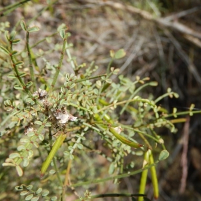 Indigofera adesmiifolia (Tick Indigo) at Curtin, ACT - 9 Nov 2014 by MichaelMulvaney