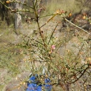 Indigofera adesmiifolia at Curtin, ACT - 9 Nov 2014