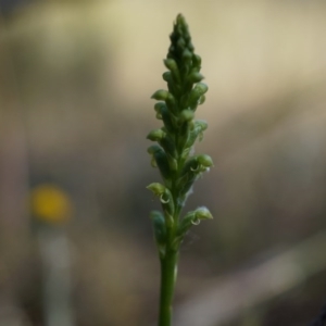 Microtis sp. at Canberra Central, ACT - 9 Nov 2014