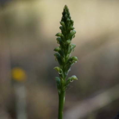 Microtis sp. (Onion Orchid) at Mount Majura - 9 Nov 2014 by AaronClausen