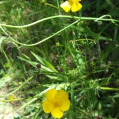 Ranunculus lappaceus (Australian Buttercup) at Googong Reservoir - 9 Nov 2014 by ClubFED