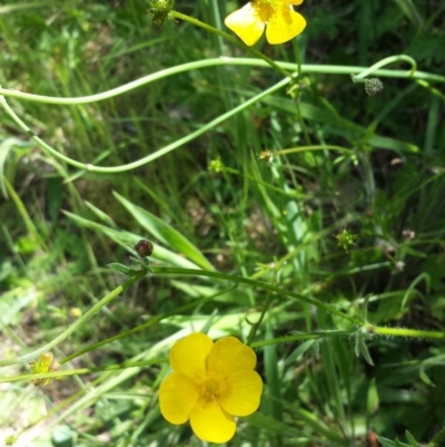Ranunculus lappaceus (Australian Buttercup) at Googong Foreshore - 9 Nov 2014 by ClubFED
