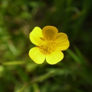 Ranunculus lappaceus at Googong Foreshore - 9 Nov 2014 12:16 PM