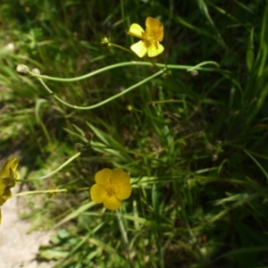 Ranunculus lappaceus at Googong Foreshore - 9 Nov 2014 12:16 PM