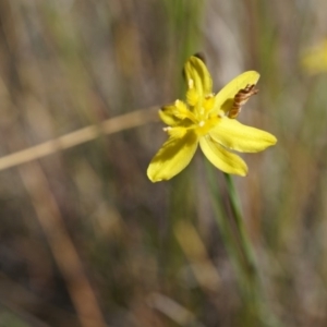 Tricoryne elatior at Canberra Central, ACT - 9 Nov 2014