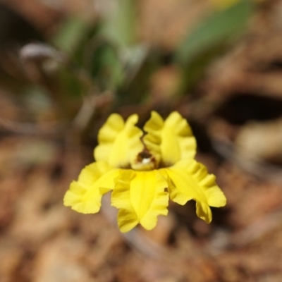 Goodenia hederacea (Ivy Goodenia) at Mount Majura - 9 Nov 2014 by AaronClausen