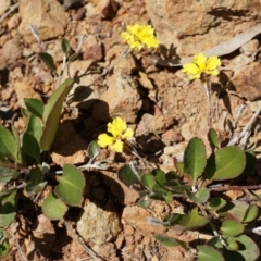 Goodenia hederacea at Canberra Central, ACT - 9 Nov 2014