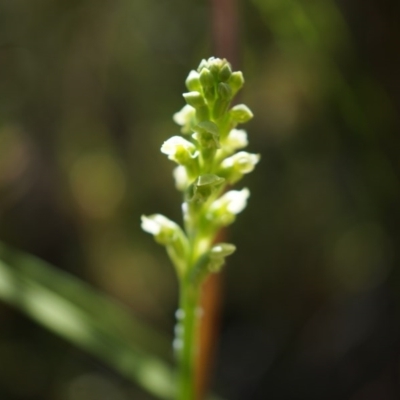 Microtis sp. (Onion Orchid) at Mount Majura - 9 Nov 2014 by AaronClausen