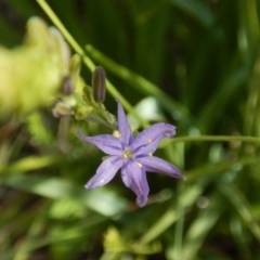 Caesia calliantha (Blue Grass-lily) at Oakey Hill - 9 Nov 2014 by MichaelMulvaney