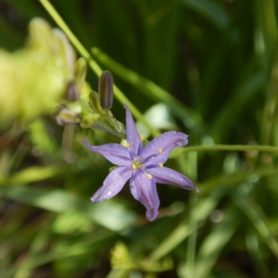 Caesia calliantha (Blue Grass-lily) at Oakey Hill - 9 Nov 2014 by MichaelMulvaney