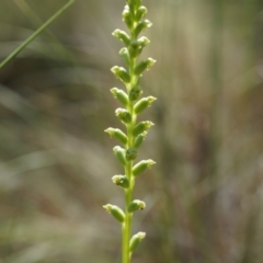 Microtis sp. (Onion Orchid) at Canberra Central, ACT - 9 Nov 2014 by AaronClausen