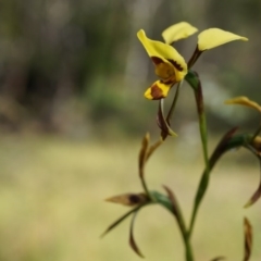 Diuris sulphurea (Tiger Orchid) at Mount Majura - 9 Nov 2014 by AaronClausen