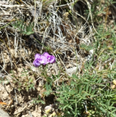 Swainsona sericea (Silky Swainson-Pea) at Googong Foreshore - 9 Nov 2014 by ClubFED