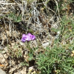 Swainsona sericea (Silky Swainson-Pea) at Googong Reservoir - 9 Nov 2014 by ClubFED