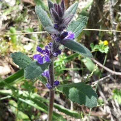 Ajuga australis (Austral Bugle) at QPRC LGA - 9 Nov 2014 by ClubFED