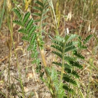 Acaena x ovina (Sheep's Burr) at Googong Foreshore - 9 Nov 2014 by ClubFED