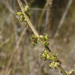 Acaena x ovina at Googong, NSW - 9 Nov 2014