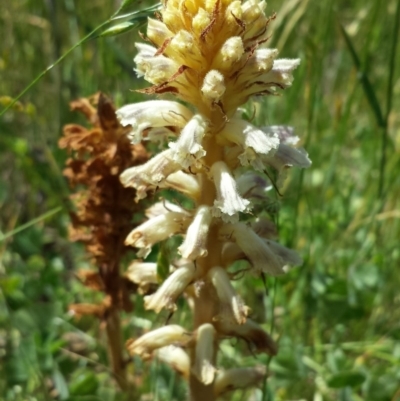 Orobanche minor (Broomrape) at Googong Foreshore - 9 Nov 2014 by ClubFED