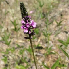 Cullen microcephalum (Dusky Scurf-pea) at Googong Foreshore - 9 Nov 2014 by ClubFED