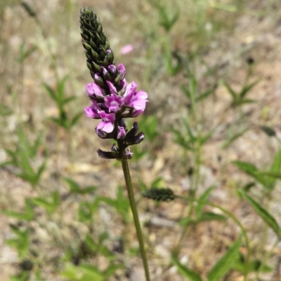 Cullen microcephalum (Dusky Scurf-pea) at Googong, NSW - 9 Nov 2014 by ClubFED